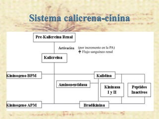 Sistema calicrena-cinina

           (por incremento en la PA)
            Flujo sanguíneo renal
 