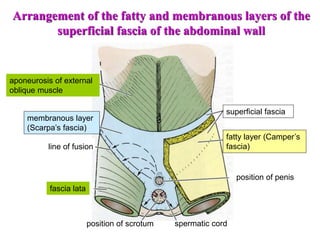 superficial fascia
fatty layer (Camper’s
fascia)
position of penis
spermatic cord
position of scrotum
fascia lata
line of fusion
membranous layer
(Scarpa’s fascia)
aponeurosis of external
oblique muscle
Arrangement of the fatty and membranous layers of the
superficial fascia of the abdominal wall
 