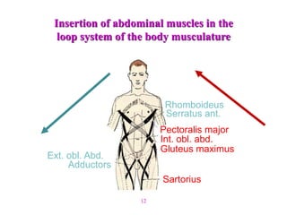 12
Ext. obl. Abd.
Adductors
Rhomboideus
Serratus ant.
Pectoralis major
Int. obl. abd.
Gluteus maximus
Sartorius
Insertion of abdominal muscles in the
loop system of the body musculature
 