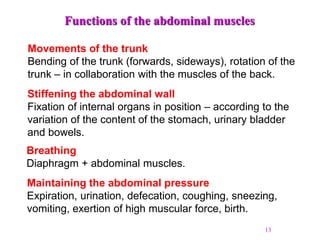 13
Functions of the abdominal muscles
Movements of the trunk
Bending of the trunk (forwards, sideways), rotation of the
trunk – in collaboration with the muscles of the back.
Stiffening the abdominal wall
Fixation of internal organs in position – according to the
variation of the content of the stomach, urinary bladder
and bowels.
Maintaining the abdominal pressure
Expiration, urination, defecation, coughing, sneezing,
vomiting, exertion of high muscular force, birth.
Breathing
Diaphragm + abdominal muscles.
 