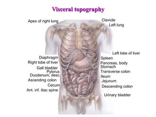 Transverse colon
Urinary bladder
Descending colon
Ileum
Jejunum
Stomach
Pancreas, body
Spleen
Left lung
Clavicle
Cecum
Ascending colon
Right lobe of liver
Gall bladder
Pylorus
Duodenum, desc.
Ant. inf. iliac spine
Apex of right lung
Diaphragm
Left lobe of liver
Visceral topography
 