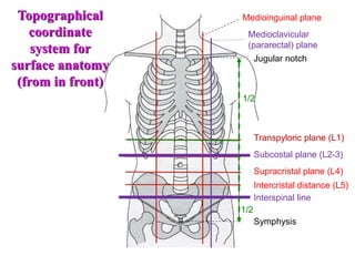 Medioinguinal plane
Transpyloric plane (L1)
Subcostal plane (L2-3)
Supracristal plane (L4)
Intercristal distance (L5)
Symphysis
Jugular notch
Interspinal line
Medioclavicular
(pararectal) plane
Topographical
coordinate
system for
surface anatomy
(from in front)
1/2
1/2
 