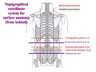 Medioinguinal plane
Transpyloric plane (L1)
Supracristal plane (L4)
Intercristal distance (L5)
Vertebra prominens
Subcostal plane (L2-3)
Interspinal line
Topographical
coordinate
system for
surface anatomy
(from behind)
 