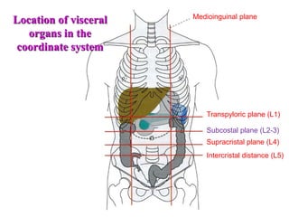 Medioinguinal plane
Transpyloric plane (L1)
Supracristal plane (L4)
Intercristal distance (L5)
Subcostal plane (L2-3)
Location of visceral
organs in the
coordinate system
 
