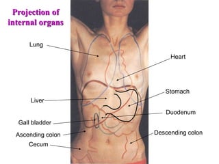 Cecum
Liver
Gall bladder
Lung
Heart
Stomach
Descending colon
Ascending colon
Duodenum
Projection of
internal organs
 