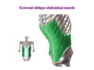 External oblique abdominal muscle
 