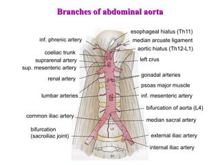 internal iliac artery
external iliac artery
median sacral artery
bifurcation of aorta (L4)
inf. mesenteric artery
psoas major muscle
gonadal arteries
left crus
aortic hiatus (Th12-L1)
inf. phrenic artery
esophageal hiatus (Th11)
median arcuate ligament
common iliac artery
bifurcation
(sacroiliac joint)
coeliac trunk
suprarenal artery
sup. mesenteric artery
renal artery
lumbar arteries
Branches of abdominal aorta
 