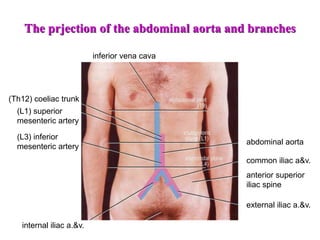 inferior vena cava
(Th12) coeliac trunk
(L1) superior
mesenteric artery
(L3) inferior
mesenteric artery
abdominal aorta
external iliac a.&v.
common iliac a&v.
anterior superior
iliac spine
The prjection of the abdominal aorta and branches
internal iliac a.&v.
 