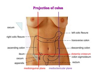 Projection of colon
transverse colon
left colic flexure
right colic flexure
ascending colon descending colon
colon sigmoideum
rectum
appendix
cecum
ileum
medioinguinal plane
distantia cristarum
medioclavicular plane
cecum
 