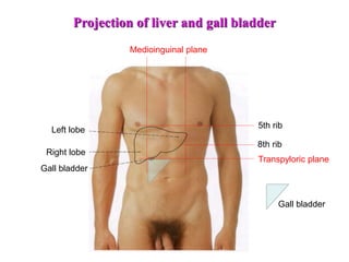 Left lobe
Right lobe
Gall bladder
5th rib
8th rib
Medioinguinal plane
Transpyloric plane
Projection of liver and gall bladder
Gall bladder
 