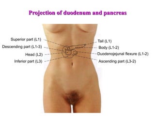 Superior part (L1)
Descending part (L1-3)
Inferior part (L3) Ascending part (L3-2)
Duodenojejunal flexure (L1-2)
Tail (L1)
Body (L1-2)
Head (L2)
Projection of duodenum and pancreas
 
