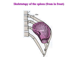 Skeletotopy of the spleen (from in front)
ribs
 