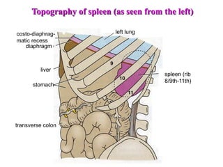 spleen (rib
8/9th-11th)
left lung
liver
stomach
transverse colon
diaphragm
costo-diaphrag-
matic recess
Topography of spleen (as seen from the left)
 