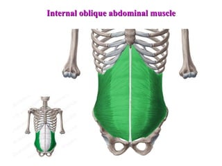 Internal oblique abdominal muscle
 