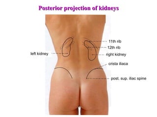 crista iliaca
post. sup. iliac spine
right kidney
12th rib
11th rib
left kidney
Posterior projection of kidneys
 