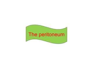 The peritoneum
 