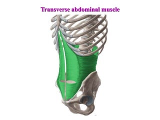 Transverse abdominal muscle
 