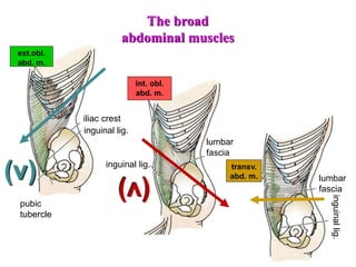 6
ext.obl.
abd. m.
int. obl.
abd. m.
transv.
abd. m.
inguinal lig.
inguinal
lig.
The broad
abdominal muscles
iliac crest
lumbar
fascia
pubic
tubercle
(v)
(v) lumbar
fascia
inguinal lig.
 