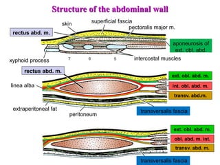 8
ext. obl. abd. m.
int. obl. abd. m.
transv. abd.m.
ext. obl. abd. m.
obl. abd. m. int.
transv. abd. m.
transversalis fascia
peritoneum
linea alba
skin superficial fascia
rectus abd. m.
intercostal muscles
pectoralis major m.
extraperitoneal fat
aponeurosis of
ext. obl. abd.
xyphoid process
Structure of the abdominal wall
rectus abd. m.
transversalis fascia
 