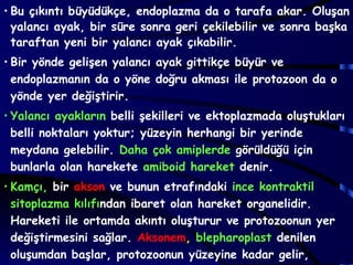 • Bu çıkıntı büyüdükçe, endoplazma da o tarafa akar. Oluşan
  yalancı ayak, bir süre sonra geri çekilebilir ve sonra başka
  taraftan yeni bir yalancı ayak çıkabilir.
• Bir yönde gelişen yalancı ayak gittikçe büyür ve
  endoplazmanın da o yöne doğru akması ile protozoon da o
  yönde yer değiştirir.
• Yalancı ayakların belli şekilleri ve ektoplazmada oluştukları
  belli noktaları yoktur; yüzeyin herhangi bir yerinde
  meydana gelebilir. Daha çok amiplerde görüldüğü için
  bunlarla olan harekete amiboid hareket denir.
• Kamçı, bir akson ve bunun etrafındaki ince kontraktil
  sitoplazma kılıfından ibaret olan hareket organelidir.
  Hareketi ile ortamda akıntı oluşturur ve protozoonun yer
  değiştirmesini sağlar. Aksonem, blepharoplast denilen
  oluşumdan başlar, protozoonun yüzeyine kadar gelir,
 