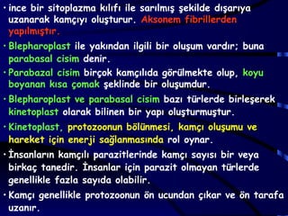 • ince bir sitoplazma kılıfı ile sarılmış şekilde dışarıya
  uzanarak kamçıyı oluşturur. Aksonem fibrillerden
  yapılmıştır.
• Blepharoplast ile yakından ilgili bir oluşum vardır; buna
  parabasal cisim denir.
• Parabazal cisim birçok kamçılıda görülmekte olup, koyu
  boyanan kısa çomak şeklinde bir oluşumdur.
• Blepharoplast ve parabasal cisim bazı türlerde birleşerek
  kinetoplast olarak bilinen bir yapı oluşturmuştur.
• Kinetoplast, protozoonun bölünmesi, kamçı oluşumu ve
  hareket için enerji sağlanmasında rol oynar.
• İnsanların kamçılı parazitlerinde kamçı sayısı bir veya
  birkaç tanedir. İnsanlar için parazit olmayan türlerde
  genellikle fazla sayıda olabilir.
• Kamçı genellikle protozoonun ön ucundan çıkar ve ön tarafa
  uzanır.
 