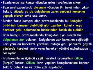 • Bazılarında ise kamçı vücudun arka tarafından çıkar.
• Bazı protozoonlarda aksonem vücudun ön tarafından çıkar
  fakat; vücuda ya da dalgalanan zarın serbest kenarına
  yapışık olarak arka uca varır.
• Birden fazla kamçısı olan protozoonlarda bu kamçılar
  birbirinin benzeri olabildiği gibi uzunluk, kalınlık veya
  hareket şekli bakımından birbirinden farklı da olabilir.
• Bazı kamçılı protozoonlarda kamçıdan ayrı olarak bir
  dalgalanan zar bulunur. Dalgalanan zar kamçının sağladığı
  ileri yönelen harekete yardımcı olduğu gibi, parazite çeşitli
  yönlerde hareket verir veya hareket yönünü muhafazada
  rol oynar.
• Protozoonların üçüncü çeşit hareket organelleri cilium
  (kirpik)’ lardır. Cilium’ ların yapıları kamçılarınkine benzer
  fakat; daha kısa ve daha çok sayıdadır.
 