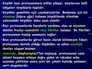 • Kirpikli bazı protozoonların bütün yüzeyi, bazılarının belli
  bölgeleri kirpiklerle kaplıdır.
• Kirpikler genellikle eşit uzunluktadırlar. Beslenme için bir
  sitostom (hücre ağzı) bulunan kirpiklilerde sitostom
  yakınındaki kirpikler daha uzun olabilir.
• Bazı protozoonlarda harekete yardımcı olan ve miyonem
  denilen kısalıp-uzanabilir ince fibriller bulunur. Bu fibriller
  protozoonun kısalıp uzamasını sağlar.
• Bazı protozoonlarda görevi kesin olarak bilinmeyen fakat;
  protozoona destek olduğu düşünülen ve adına axostyle
  denilen oluşum bulunur.
• Axostyle, blepharoplast’tan başlayıp, protozoonun uzun
  ekseni boyunca arkaya doğru giden ve vücudun arka
  ucundan çıktıktan sonra sivri bir çıkıntı halinde sonlanan
  sert oluşumlardır.
 