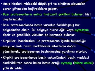 • Amip kistleri midedeki düşük pH ve sindirim olayından
 zarar görmeden bağırsaklara geçer.
• Bazı protozoonların yalnız trofozoit şekilleri bulunur; kist
 oluşturmazlar.
• Bazı protozoonlarda besin vücudun farklılaşmış bir
 bölgesinden alınır. Bu bölgeye hücre ağzı veya cytostom
 denir ve genellikle vücudun ön kısmında bulunur.
• Kirpikler, hareketleri ile protozoonun içinde bulunduğu
 sıvıyı ve katı besin maddelerini sitostoma doğru
 yönelterek, protozoonun beslenmesine yardımcı olurlar.
• Kirpikli protozoonlarda besin vakuolündeki besin maddesi
 sindirildikten sonra kalan besin artığı cytopig (hücre anüsü)
 yolu ile atılır.
 