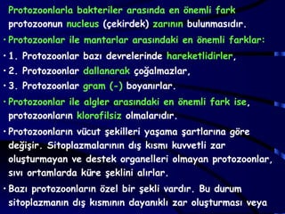 Protozoonlarla bakteriler arasında en önemli fark
 protozoonun nucleus (çekirdek) zarının bulunmasıdır.
• Protozoonlar ile mantarlar arasındaki en önemli farklar:
• 1. Protozoonlar bazı devrelerinde hareketlidirler,
• 2. Protozoonlar dallanarak çoğalmazlar,
• 3. Protozoonlar gram (-) boyanırlar.
• Protozoonlar ile algler arasındaki en önemli fark ise,
  protozoonların klorofilsiz olmalarıdır.
• Protozoonların vücut şekilleri yaşama şartlarına göre
  değişir. Sitoplazmalarının dış kısmı kuvvetli zar
  oluşturmayan ve destek organelleri olmayan protozoonlar,
  sıvı ortamlarda küre şeklini alırlar.
• Bazı protozoonların özel bir şekli vardır. Bu durum
  sitoplazmanın dış kısmının dayanıklı zar oluşturması veya
 