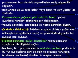 protozoonun bazı destek organellerine sahip olması ile
 sağlanır.
• Bazılarında ön ve arka uçları veya karın ve sırt yüzleri de
  farklıdır.
• Protozoonların çoğunun şekli sabittir fakat; yalancı
  ayaklarla hareket edenlerde çok değişkendir.
• Vücudu çekirdek, sitoplazma ve hücre zarından oluşur.
• Çekirdek (Nukleus): Nükleusun içinde oldukça yoğun olan
 nükleoplazma (çekirdek sıvısı) ve çevresinde dayanıklı bir
 nükleus zarı bulunur.
• Nükleus zarındaki küçük kanalcıklar nucleoplazmanın
  sitoplazma ile ilişkisini sağlar.
• Nucleus, bazı protozoonlarda vesicular nucleus şeklindedir.
  Bu tür nucleusların zarı belirgin ve çoğunda karyozom
  (endozom, nucleolus) denilen bir oluşum bulunur.
 