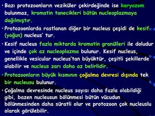 • Bazı protozoonların veziküler çekirdeğinde ise karyozom
  bulunmaz, kromatin tanecikleri bütün nucleoplazmaya
  dağılmıştır.
• Protozoonlarda rastlanan diğer bir nucleus çeşidi de kesif
  (yoğun) nucleus’ tur.
• Kesif nucleus fazla miktarda kromatin granülleri ile doludur
  ve içinde çok az nucleoplazma bulunur. Kesif nucleus,
  genellikle vesicular nucleus’tan büyüktür, çeşitli şekillerde
  olabilir ve nucleus zarı daha az belirlidir.
• Protozoonların büyük kısmının çoğalma devresi dışında tek
  bir nucleusu bulunur.
• Çoğalma devresinde nucleus sayısı daha fazla olabildiği
  gibi, bazen nucleusun bölünmesi bütün vücudun
  bölünmesinden daha süratli olur ve protozoon çok nucleuslu
  olarak görülebilir.
 