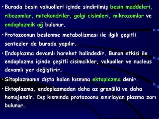 • Burada besin vakuolleri içinde sindirilmiş besin maddeleri,
 ribozomlar, mitekondriler, golgi cisimleri, mikrozomlar ve
 endoplazmik ağ bulunur.
• Protozoonun beslenme metabolizması ile ilgili çeşitli
 sentezler de burada yapılır.
• Endoplazma devamlı hareket halindedir. Bunun etkisi ile
 endoplazma içinde çeşitli cisimcikler, vakuoller ve nucleus
 devamlı yer değiştirir.
• Sitoplazmanın dışta kalan kısmına ektoplazma denir.
• Ektoplazma, endoplazmadan daha az granüllü ve daha
 homojendir. Dış kısmında protozoonu sınırlayan plazma zarı
 bulunur.
 