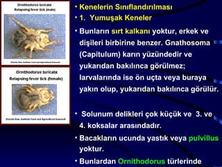 keneler-ve-parazitlikleri (fazlası için www.tipfakultesi.org ) | PPT