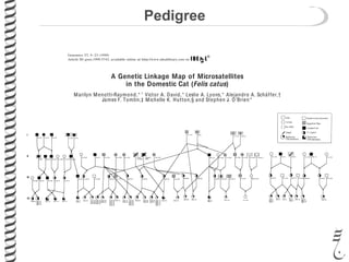 Pedigree
A Genetic Linkage Map of Microsatellites
in the Domestic Cat (Felis catus)
Marilyn Menotti-Raymond,*,1
Victor A. David,* Leslie A. Lyons,* Alejandro A. Scha¨ ffer,†
James F. Tomlin,‡ Michelle K. Hutton,§ and Stephen J. O’Brien*
*Laboratory of Genomic Diversity, NCI–FCRDC, Frederick, Maryland 21702; †NHGRI/IDRB and ‡CIT/CBEL/BIMAS,
National Institutes of Health, Bethesda, Maryland 20892; and §PE AgGen, Inc., Davis, California 95616
Received September 18, 1998; accepted January 6, 1999
Of the nonprimate mammalian species with devel-
oping comparative gene maps, the feline gene map
(Felis catus, Order Carnivora, 2N ‫؍‬ 38) displays the
highest level of syntenic conservation with humans,
with as few as 10 translocation exchanges discriminat-
ing the human and feline genome organization. To
extend this model, a genetic linkage map of microsat-
ellite loci in the feline genome has been constructed
including 246 autosomal and 7 X-linked loci. Two hun-
dred thirty-ﬁve dinucleotide (dC ⅐ dA)n ⅐ (dG ⅐ dT)n and
18 tetranucleotide repeat loci were identiﬁed and
genotyped in a two-family, 108-member multigenera-
tion interspecies backcross pedigree between the do-
mestic cat (F. catus) and the Asian leopard cat (Prio-
nailurus bengalensis). Two hundred twenty-nine loci
were linked to at least one other marker with a lod
score >3.0, identifying 34 linkage groups. Representa-
tive markers from each linkage group were assigned
to speciﬁc cat chromosomes by somatic cell hybrid
analysis, resulting in chromosomal assignments to 16
of the 19 feline chromosomes. Genome coverage spans
approximately 2900 cM, and we estimate a genetic
length for the sex-averaged map as 3300 cM. The map
has an average intragroup intermarker spacing of 11
cM and provides a valuable resource for mapping phe-
notypic variation in the species and relating it
to gene maps of other mammals, including
human. © 1999 Academic Press
Cyprus and Jordan (Davis, 1989). Within the 33 regis-
tered domestic cat breeds recognized in the United
States (Cat Fancy Association, Manasquan, NJ), some
100 disorders that demonstrate Mendelian patterns of
inheritance have been identiﬁed and characterized
(Nicholas et al., 1998; Migaki, 1982; Robinson, 1977).
Many of these pathologies are analogous to human
inherited disorders, including autosomal dominant
polycystic kidney disease (Biller et al., 1996), retinal
atrophy (Narfstro¨m, 1983), primary hyperoxaluria
Type 2 (Danpure et al., 1989), glycogen storage disease
Type IV (Fyfe et al., 1992), and hypothyroidism (Ta-
nase et al., 1991). Genes associated with some of these
feline disorders have been genetically mapped and
characterized including loci for glycogen branching en-
zyme, arylsulfatase B, and lipoprotein lipase (Gilbert et
al., 1988; Fyfe et al., 1992; Jackson et al., 1992; Ginz-
inger et al., 1996), and corrective gene therapy strate-
gies have even been examined for some disorders,
including feline arylsulfatase B deﬁciency and
mucopolysaccharidosis Type VI (Gasper et al., 1984;
Peters et al., 1991; Byers et al., 1997). Nonetheless,
genes associated with the majority of feline disorders
have yet to be identiﬁed.
The value of animal models has been demonstrated
repeatedly with hundreds of characterized mouse mu-
tations. Model animal systems serve to elucidate mo-
Genomics 57, 9–23 (1999)
Article ID geno.1999.5743, available online at http://www.idealibrary.com on
FIG. 1. Domestic cat/Asian leopard cat interspeciﬁc backcross pedigree. Fca, domestic cat (Felis catus); Pbe, Asian leopard cat (Prionailurus
bengalensis); LXD, progeny of Asian leopard cat ϫ domestic cat cross; BXD, progeny of F1 female backcrossed to domestic cat; BXL, progeny of F1
female backcrossed to Asian leopard cat.
17FELINELINKAGEMAP
FIG. 1—Continued
18MENOTTI-RAYMONDETAL.
 