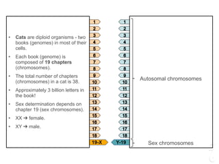 • Cats are diploid organisms - two
books (genomes) in most of their
cells.
• Each book (genome) is
composed of 19 chapters
(chromosomes).
• The total number of chapters
(chromosomes) in a cat is 38.
• Approximately 3 billion letters in
the book!
• Sex determination depends on
chapter 19 (sex chromosomes).
• XX ➔ female.
• XY ➔ male.
Autosomal chromosomes
Sex chromosomesY-1919-X
 