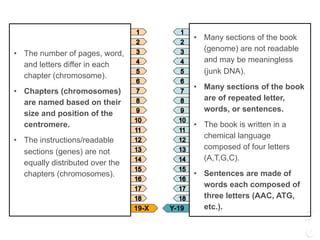 • The number of pages, word,
and letters differ in each
chapter (chromosome).
• Chapters (chromosomes)
are named based on their
size and position of the
centromere.
• The instructions/readable
sections (genes) are not
equally distributed over the
chapters (chromosomes).
• Many sections of the book
(genome) are not readable
and may be meaningless
(junk DNA).
• Many sections of the book
are of repeated letter,
words, or sentences.
• The book is written in a
chemical language
composed of four letters
(A,T,G,C).
• Sentences are made of
words each composed of
three letters (AAC, ATG,
etc.).Y-1919-X
 