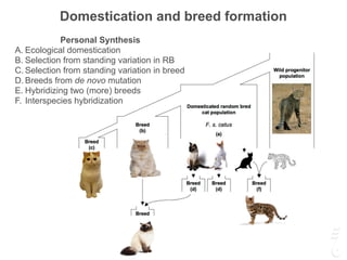Domestication and breed formation
Personal Synthesis
A. Ecological domestication
B. Selection from standing variation in RB
C. Selection from standing variation in breed
D. Breeds from de novo mutation
E. Hybridizing two (more) breeds
F. Interspecies hybridization
 