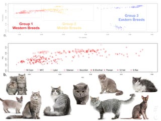 Group 1
Western Breeds
Group 2
Middle Breeds
Group 3
Eastern Breeds
-0.04 -0.02 0.00 0.02 0.04 0.06 0.08
-0.15-0.10-0.050.000.05
PC1 (28.9%)
PC2(9.5%)
a. -0.04 -0.02 0.00 0.02 0.04 0.06 0.08
-0.15-0.10-0.050.000.05
PC1 (28.9%)
PC2(9.5%)
a.
-0.04 -0.03 -0.02 -0.01 0.00
-0.03-0.02-0.010.000.01
PC1
PC2
M.Coon NFC Lykoi Siberian Munchkin B.Shorthair Persian S.Fold S.Rex
b.
-0.02 -0.01 0.00 0.01 0.02 0.03
-0.04-0.020.000.020.04
PC1
PC2
Abyssinian E.Mau Bengal D.Rex J.Bobtail LaPerm Rardoll Sphynx T.Van A.Curl C.Rex
c.
05
 