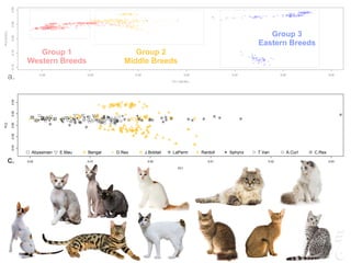 Group 1
Western Breeds
Group 2
Middle Breeds
Group 3
Eastern Breeds
-0.04 -0.02 0.00 0.02 0.04 0.06 0.08
-0.15-0.10-0.050.000.05
PC1 (28.9%)
PC2(9.5%)
a.
PC1 (28.9%)
a.
-0.04 -0.03 -0.02 -0.01 0.00
-0.03-0.02-0.010.000.01
PC1
PC2
M.Coon NFC Lykoi Siberian Munchkin B.Shorthair Persian S.Fold S.Rex
b.
-0.02 -0.01 0.00 0.01 0.02 0.03
-0.04-0.020.000.020.04
PC1
PC2
Abyssinian E.Mau Bengal D.Rex J.Bobtail LaPerm Rardoll Sphynx T.Van A.Curl C.Rex
c.
0.03 0.04 0.05 0.06 0.07 0.08
-0.15-0.10-0.050.000.05
PC1
PC2
Oriental Birman Burmese P.bald Siamese Bombay
d.
 