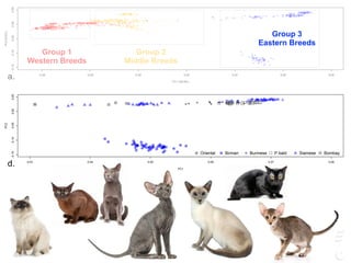 Group 1
Western Breeds
Group 2
Middle Breeds
Group 3
Eastern Breeds
-0.04 -0.02 0.00 0.02 0.04 0.06 0.08
-0.15-0.10-0.050.000.05
PC1 (28.9%)
PC2(9.5%)
a.
PC1
b.
-0.02 -0.01 0.00 0.01 0.02 0.03
-0.04-0.020.000.020.04
PC1
PC2
Abyssinian E.Mau Bengal D.Rex J.Bobtail LaPerm Rardoll Sphynx T.Van A.Curl C.Rex
c.
0.03 0.04 0.05 0.06 0.07 0.08
-0.15-0.10-0.050.000.05
PC1
PC2
Oriental Birman Burmese P.bald Siamese Bombay
d.
 