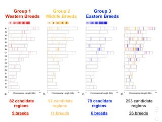 82 candidate
regions
92 candidate
regions
253 candidate
regions
0 250
Chromosome Length (Mb)
A1
A2
A3
B1
B2
B3
B4
C1
C2
D1
D2
D3
D4
E1
E2
E3
F1
F2
1 2 3 4 5
a.
0 250
Chromosome Length (Mb)
1 2 3 4 5
b.
0 250
Chromosome Length (Mb)
1 2 3 4 5
c.
0 250
Chromosome Length (Mb)
d.
Group 1
Western Breeds
Group 2
Middle Breeds
Group 3
Eastern Breeds
79 candidate
regions
9 breeds 11 breeds 6 breeds 26 breeds
 