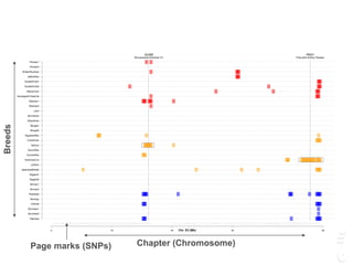 GUSB
Mucopolysaccharidosis VII
PKD1
Polycystic Kidney Disease
0 10 20 30 45
Siamese
Burmese2
Burmese1
Oriental
Bombay
Peterbald
Birman2
Birman1
Ragdoll2
Ragdoll1
JapaneseBobtail
LaPerm
AmericanCurl
CornishRex
DevonRex
Sphynx
TurkishVan
EgyptianMau
Bengal2
Bengal1
Abyssinian
Munchkins
Lykoi
Siberian2
Siberian1
NorwegianForestCat
MaineCoon
ScottishFold2
ScottishFold1
SelkirkRex
BritishShorthair
Persian2
Persian1
Chr. E3 (Mb)
Chapter (Chromosome)Page marks (SNPs)
Breeds
 