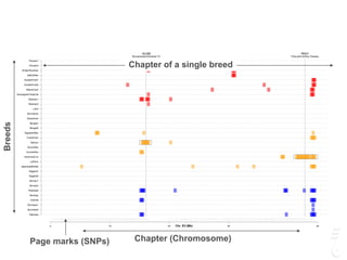 GUSB
Mucopolysaccharidosis VII
PKD1
Polycystic Kidney Disease
0 10 20 30 45
Siamese
Burmese2
Burmese1
Oriental
Bombay
Peterbald
Birman2
Birman1
Ragdoll2
Ragdoll1
JapaneseBobtail
LaPerm
AmericanCurl
CornishRex
DevonRex
Sphynx
TurkishVan
EgyptianMau
Bengal2
Bengal1
Abyssinian
Munchkins
Lykoi
Siberian2
Siberian1
NorwegianForestCat
MaineCoon
ScottishFold2
ScottishFold1
SelkirkRex
BritishShorthair
Persian2
Persian1
Chr. E3 (Mb)
Chapter (Chromosome)Page marks (SNPs)
Chapter of a single breed
Breeds
 