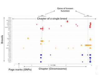 GUSB
Mucopolysaccharidosis VII
PKD1
Polycystic Kidney Disease
0 10 20 30 45
Siamese
Burmese2
Burmese1
Oriental
Bombay
Peterbald
Birman2
Birman1
Ragdoll2
Ragdoll1
JapaneseBobtail
LaPerm
AmericanCurl
CornishRex
DevonRex
Sphynx
TurkishVan
EgyptianMau
Bengal2
Bengal1
Abyssinian
Munchkins
Lykoi
Siberian2
Siberian1
NorwegianForestCat
MaineCoon
ScottishFold2
ScottishFold1
SelkirkRex
BritishShorthair
Persian2
Persian1
Chr. E3 (Mb)
Chapter (Chromosome)Page marks (SNPs)
Chapter of a single breed
Breeds
Gene of known
function
 