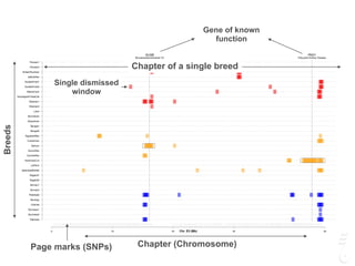 GUSB
Mucopolysaccharidosis VII
PKD1
Polycystic Kidney Disease
0 10 20 30 45
Siamese
Burmese2
Burmese1
Oriental
Bombay
Peterbald
Birman2
Birman1
Ragdoll2
Ragdoll1
JapaneseBobtail
LaPerm
AmericanCurl
CornishRex
DevonRex
Sphynx
TurkishVan
EgyptianMau
Bengal2
Bengal1
Abyssinian
Munchkins
Lykoi
Siberian2
Siberian1
NorwegianForestCat
MaineCoon
ScottishFold2
ScottishFold1
SelkirkRex
BritishShorthair
Persian2
Persian1
Chr. E3 (Mb)
Chapter (Chromosome)Page marks (SNPs)
Chapter of a single breed
Breeds
Single dismissed
window
Gene of known
function
 