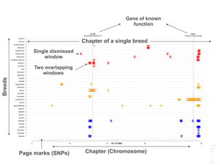 GUSB
Mucopolysaccharidosis VII
PKD1
Polycystic Kidney Disease
0 10 20 30 45
Siamese
Burmese2
Burmese1
Oriental
Bombay
Peterbald
Birman2
Birman1
Ragdoll2
Ragdoll1
JapaneseBobtail
LaPerm
AmericanCurl
CornishRex
DevonRex
Sphynx
TurkishVan
EgyptianMau
Bengal2
Bengal1
Abyssinian
Munchkins
Lykoi
Siberian2
Siberian1
NorwegianForestCat
MaineCoon
ScottishFold2
ScottishFold1
SelkirkRex
BritishShorthair
Persian2
Persian1
Chr. E3 (Mb)
Chapter (Chromosome)Page marks (SNPs)
Chapter of a single breed
Breeds
Single dismissed
window
Two overlapping
windows
Gene of known
function
 