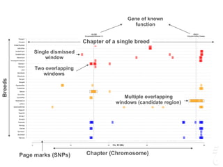 GUSB
Mucopolysaccharidosis VII
PKD1
Polycystic Kidney Disease
0 10 20 30 45
Siamese
Burmese2
Burmese1
Oriental
Bombay
Peterbald
Birman2
Birman1
Ragdoll2
Ragdoll1
JapaneseBobtail
LaPerm
AmericanCurl
CornishRex
DevonRex
Sphynx
TurkishVan
EgyptianMau
Bengal2
Bengal1
Abyssinian
Munchkins
Lykoi
Siberian2
Siberian1
NorwegianForestCat
MaineCoon
ScottishFold2
ScottishFold1
SelkirkRex
BritishShorthair
Persian2
Persian1
Chr. E3 (Mb)
Chapter (Chromosome)Page marks (SNPs)
Chapter of a single breed
Breeds
Single dismissed
window
Two overlapping
windows
Multiple overlapping
windows (candidate region)
Gene of known
function
 