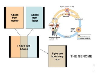I have two
books
THE GENOME
 