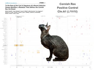 LPAR6 Rexing
HEXB Gangliosidosis 2
ARSB Mucopolysaccharidosis VI
FXII Factor XII DeficiencyATP7B Copper Metabolism LVRN Tabby
0 20 40 60 80 100 140 160 180 200 220 243
Siamese
Burmese2
Burmese1
Oriental
Bombay
Peterbald
Birman2
Birman1
Ragdoll2
Ragdoll1
JapaneseBobtail
LaPerm
AmericanCurl
CornishRex
DevonRex
Sphynx
TurkishVan
EgyptianMau
Bengal2
Bengal1
Abyssinian
Munchkins
Lykoi
Siberian2
Siberian1
NorwegianForestCat
MaineCoon
ScottishFold2
ScottishFold1
SelkirkRex
BritishShorthair
Persian2
Persian1
Chr. A1 (Mb)
To the Root of the Curl: A Signature of a Recent Selective
Sweep Identifies a Mutation That Defines the Cornish
Rex Cat Breed
Barbara Gandolfi1
*, Hasan Alhaddad1
, Verena K. Affolter2
, Jeffrey Brockman3
, Jens Haggstrom4
,
Shannon E. K. Joslin1
, Amanda L. Koehne2
, James C. Mullikin5
, Catherine A. Outerbridge6
,
Wesley C. Warren7
, Leslie A. Lyons1
1 Department of Population Health and Reproduction, School of Veterinary Medicine, University of California - Davis, Davis, California, United States of America,
2 Department of Pathology, Microbiology, Immunology, School of Veterinary Medicine, University of California - Davis, Davis, California, United States of America, 3 Hill’s
Pet Nutrition Center, Topeka, Kansas, United States of America, 4 Department of Clinical Sciences, Faculty of Veterinary Medicine and Animal Science, Swedish University
of Agricultural Sciences, Uppsala, Sweden, 5 Comparative Genomics Unit, Genome Technology Branch, National Human Genome Research Institute, National Institutes of
Health, Bethesda, Maryland, United States of America, 6 Department of Veterinary Medicine & Epidemiology, School of Veterinary Medicine, University of California - Davis,
Davis, California, United States of America, 7 The Genome Institute, Washington University School of Medicine, St. Louis, Missouri, United States of America
Abstract
The cat (Felis silvestris catus) shows significant variation in pelage, morphological, and behavioral phenotypes amongst its
over 40 domesticated breeds. The majority of the breed specific phenotypic presentations originated through artificial
selection, especially on desired novel phenotypic characteristics that arose only a few hundred years ago. Variations in coat
texture and color of hair often delineate breeds amongst domestic animals. Although the genetic basis of several feline coat
colors and hair lengths are characterized, less is known about the genes influencing variation in coat growth and texture,
especially rexoid – curly coated types. Cornish Rex is a cat breed defined by a fixed recessive curly coat trait. Genome-wide
analyses for selection (di, Tajima’s D and nucleotide diversity) were performed in the Cornish Rex breed and in 11
phenotypically diverse breeds and two random bred populations. Approximately 63K SNPs were used in the analysis that
aimed to localize the locus controlling the rexoid hair texture. A region with a strong signature of recent selective sweep
was identified in the Cornish Rex breed on chromosome A1, as well as a consensus block of homozygosity that spans
approximately 3 Mb. Inspection of the region for candidate genes led to the identification of the lysophosphatidic acid
receptor 6 (LPAR6). A 4 bp deletion in exon 5, c.250_253_delTTTG, which induces a premature stop codon in the receptor,
was identified via Sanger sequencing. The mutation is fixed in Cornish Rex, absent in all straight haired cats analyzed, and is
also segregating in the German Rex breed. LPAR6 encodes a G protein-coupled receptor essential for maintaining the
structural integrity of the hair shaft; and has mutations resulting in a wooly hair phenotype in humans.
Citation: Gandolfi B, Alhaddad H, Affolter VK, Brockman J, Haggstrom J, et al. (2013) To the Root of the Curl: A Signature of a Recent Selective Sweep Identifies a
Mutation That Defines the Cornish Rex Cat Breed. PLoS ONE 8(6): e67105. doi:10.1371/journal.pone.0067105
Editor: Arnar Palsson, University of Iceland, Iceland
Received March 26, 2013; Accepted May 14, 2013; Published June 27, 2013
Copyright: ß 2013 Gandolfi et al. This is an open-access article distributed under the terms of the Creative Commons Attribution License, which permits
unrestricted use, distribution, and reproduction in any medium, provided the original author and source are credited.
Funding: This project was supported by the National Center for Research Resources and the Office of Research Infrastructure Programs of the National Institute
of Health through Grant Number R24 RR016094, the Winn Feline Foundation (W10-14, W11-041), the Center for Companion Animal Health at University of
California Davis (2010-09-F) (http://www.vetmed.ucdavis.edu/ccah/index.cfm), and the George and Phyllis Miller Feline Health Fund of the San Francisco
Foundation (2008-36-F). Support for the development of the Illumina Infinium Feline 63K iSelect DNA array was provided by the Morris Animal Foundation (http://
www.morrisanimalfoundation.org) via a donation from Hill’s Pet Food, Inc. The funders had no role in study design, data collection and analysis, decision to
publish, or preparation of the manuscript.
Competing Interests: JB works for a private company (Hill’s Pet Food, Inc) that partially sponsored the development of the 63k feline SNP array. The funder had
no role in study design, data collection and analysis, decision to publish, or preparation of the manuscript.
* E-mail: bgandolfi@ucdavis.edu
Introduction
Phenotypic traits under strong artificial selection within cat
breeds vary from body types, muzzle shape, tail length to
aesthetically pleasant traits, such as hair color, length and texture.
Hair represents one of the defining characteristic of mammals.
Hair provides body temperature regulation, protection from
environmental elements, and adaptive advantages of camouflage,
as well as often having aesthetic value to humans. The hair follicle
has a highly complex structure with eight distinct cell layers, in
which hundreds of gene products play a key role in the hair cycle
maintenance [1,2]. In the past decade, numerous genes expressed
in the hair follicle have been identified and mutations in some of
these genes have been shown to underlie hereditary hair diseases
in humans and other mammals [3]. Hereditary hair diseases in
mammals show diverse hair phenotypes, such as sparse or short
hairs (hypotrichosis), excessive or elongated hairs (hypertrichosis),
and hair shaft anomalies, creating rexoid/woolly hairs [3–12].
Causative genes for the diseases encode various proteins with
different functions, such as structural proteins, transcription
factors, and signaling molecules. Mutations within structural
proteins, such as epithelial and hair keratins, are often associated
with hair disease. To date, mutations in several hair keratin genes
underlined two hereditary hair disorders: monilethrix, character-
PLOS ONE | www.plosone.org 1 June 2013 | Volume 8 | Issue 6 | e67105
Cornish Rex
Positive Control
Chr.A1 (LPAR6)
LPAR6 Rexing
HEXB Gangliosidosis 2
ARSB Mucopolysaccharidosis VI
FXII Factor XII DeficiencyATP7B Copper Metabolism LVRN Tabby
0 20 40 60 80 100 140 160 180 200 220 243
Siamese
Burmese2
Burmese1
Oriental
Bombay
Peterbald
Birman2
Birman1
Ragdoll2
Ragdoll1
JapaneseBobtail
LaPerm
AmericanCurl
CornishRex
DevonRex
Sphynx
TurkishVan
EgyptianMau
Bengal2
Bengal1
Abyssinian
Munchkins
Lykoi
Siberian2
Siberian1
NorwegianForestCat
MaineCoon
ScottishFold2
ScottishFold1
SelkirkRex
BritishShorthair
Persian2
Persian1
Chr. A1 (Mb)
LPAR6 Rexing
HEXB Gangliosidosis 2
ARSB Mucopolysaccharidosis VI
FXII Factor XII DeficiencyATP7B Copper Metabolism LVRN Tabby
0 20 40 60 80 100 140 160 180 200 220 243
Siamese
Burmese2
Burmese1
Oriental
Bombay
Peterbald
Birman2
Birman1
Ragdoll2
Ragdoll1
JapaneseBobtail
LaPerm
AmericanCurl
CornishRex
DevonRex
Sphynx
TurkishVan
EgyptianMau
Bengal2
Bengal1
Abyssinian
Munchkins
Lykoi
Siberian2
Siberian1
NorwegianForestCat
MaineCoon
ScottishFold2
ScottishFold1
SelkirkRex
BritishShorthair
Persian2
Persian1
Chr. A1 (Mb)
 