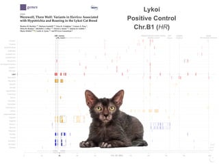 FGF5 Longhair
KIT
Gloves
PKD2 Polycystic kidney disease UGDH
Dwarfism
HR Hairless IDUA
MucopolysaccharidosisLPL Lipoprotein Lipase Deficiency
0 20 40 60 80 120 140 160 180 209
Siamese
Burmese2
Burmese1
Oriental
Bombay
Peterbald
Birman2
Birman1
Ragdoll2
Ragdoll1
JapaneseBobtail
LaPerm
AmericanCurl
CornishRex
DevonRex
Sphynx
TurkishVan
EgyptianMau
Bengal2
Bengal1
Abyssinian
Munchkins
Lykoi
Siberian2
Siberian1
NorwegianForestCat
MaineCoon
ScottishFold2
ScottishFold1
SelkirkRex
BritishShorthair
Persian2
Persian1
Chr. B1 (Mb)
FGF5 Longhair
KIT
Gloves
PKD2 Polycystic kidney disease UGDH
Dwarfism
HR Hairless IDUA
MucopolysaccharidosisLPL Lipoprotein Lipase Deficiency
0 20 40 60 80 120 140 160 180 209
Siamese
Burmese2
Burmese1
Oriental
Bombay
Peterbald
Birman2
Birman1
Ragdoll2
Ragdoll1
JapaneseBobtail
LaPerm
AmericanCurl
CornishRex
DevonRex
Sphynx
TurkishVan
EgyptianMau
Bengal2
Bengal1
Abyssinian
Munchkins
Lykoi
Siberian2
Siberian1
NorwegianForestCat
MaineCoon
ScottishFold2
ScottishFold1
SelkirkRex
BritishShorthair
Persian2
Persian1
Chr. B1 (Mb)
FGF5 Longhair
KIT
Gloves
PKD2 Polycystic kidney disease UGDH
Dwarfism
HR Hairless IDUA
MucopolysaccharidosisLPL Lipoprotein Lipase Deficiency
0 20 40 60 80 120 140 160 180 209
Siamese
Burmese2
Burmese1
Oriental
Bombay
Peterbald
Birman2
Birman1
Ragdoll2
Ragdoll1
JapaneseBobtail
LaPerm
AmericanCurl
CornishRex
DevonRex
Sphynx
TurkishVan
EgyptianMau
Bengal2
Bengal1
Abyssinian
Munchkins
Lykoi
Siberian2
Siberian1
NorwegianForestCat
MaineCoon
ScottishFold2
ScottishFold1
SelkirkRex
BritishShorthair
Persian2
Persian1
Chr. B1 (Mb)
genesG C A T
T A C G
G C A T
Article
Werewolf, There Wolf: Variants in Hairless Associated
with Hypotrichia and Roaning in the Lykoi Cat Breed
Reuben M. Buckley 1,†, Barbara Gandolﬁ 1,†, Erica K. Creighton 1, Connor A. Pyne 1,
Delia M. Bouhan 1, Michelle L. LeRoy 1,2, David A. Senter 1,2, Johnny R. Gobble 3,
Marie Abitbol 4,5 , Leslie A. Lyons 1,* and 99 Lives Consortium ‡
1 Department of Veterinary Medicine and Surgery, College of Veterinary Medicine, University of Missouri,
Columbia, MO 65211, USA; buckleyrm@missouri.edu (R.M.B.); Barbara-Gandolﬁ@idexx.com (B.G.);
erica-creighton@idexx.com (E.K.C.); cap998@mail.missouri.edu (C.A.P.);
deliabouhan10@gmail.com (D.M.B.); leroymi@missouri.edu (M.L.L.); senterd@missouri.edu (D.A.S.)
2 Veterinary Allergy and Dermatology Clinic, LLC., Overland Park, KS 66210, USA
3 Tellico Bay Animal Hospital, Vonore, TN 37885, USA; jrgobblevet@gmail.com
4 NeuroMyoGène Institute, CNRS UMR 5310, INSERM U1217, Faculty of Medicine, Rockefeller,
Claude Bernard Lyon I University, 69008 Lyon, France; marie.abitbol@vetagro-sup.fr
5 VetAgro Sup, University of Lyon, Marcy-l’Etoile, 69280 Lyon, France
* Correspondence: lyonsla@missouri.edu; Tel.: +1-573-884-2287
† These authors contributed equally to this work.
‡ Membership of the 99 Lives Consortium is provided in the Acknowledgments.
Received: 12 May 2020; Accepted: 12 June 2020; Published: 22 June 2020
Abstract: A variety of cat breeds have been developed via novelty selection on aesthetic,
dermatological traits, such as coat colors and fur types. A recently developed breed, the lykoi
(a.k.a. werewolf cat), was bred from cats with a sparse hair coat with roaning, implying full color and
all white hairs. The lykoi phenotype is a form of hypotrichia, presenting as a signiﬁcant reduction
in the average numbers of follicles per hair follicle group as compared to domestic shorthair cats,
a mild to severe perifollicular to mural lymphocytic inﬁltration in 77% of observed hair follicle groups,
and the follicles are often miniaturized, dilated, and dysplastic. Whole genome sequencing was
conducted on a single lykoi cat that was a cross between two independently ascertained lineages.
Comparison to the 99 Lives dataset of 194 non-lykoi cats suggested two variants in the cat homolog
for Hairless (HR) (HR lysine demethylase and nuclear receptor corepressor) as candidate causal gene
variants. The lykoi cat was a compound heterozygote for two loss of function variants in HR,
an exon 3 c.1255_1256dupGT (chrB1:36040783), which should produce a stop codon at amino acid
420 (p.Gln420Serfs*100) and, an exon 18 c.3389insGACA (chrB1:36051555), which should produce
a stop codon at amino acid position 1130 (p.Ser1130Argfs*29). Ascertainment of 14 additional cats
from founder lineages from Canada, France and di↵erent areas of the USA identiﬁed four additional
loss of function HR variants likely causing the highly similar phenotypic hair coat across the diverse
cats. The novel variants in HR for cat hypotrichia can now be established between minor di↵erences
in the phenotypic presentations.
Keywords: atrichia; domestic cat; Felis catus; fur; HR; naked
1. Introduction
Domestic cats have been developed into distinctive breeds during the past approximately 150 years,
since the ﬁrst cat shows were held in the late 1800’s [1–3]. Many breeds have proven to be genetically
distinct [4,5] but also su↵er from inbreeding and founder e↵ects, inadvertently becoming important
biomedical models for human diseases. Over 72 diseases/traits caused by at least 115 mutations
Genes 2020, 11, 682; doi:10.3390/genes11060682 www.mdpi.com/journal/genes
Lykoi
Positive Control
Chr.B1 (HR)
 